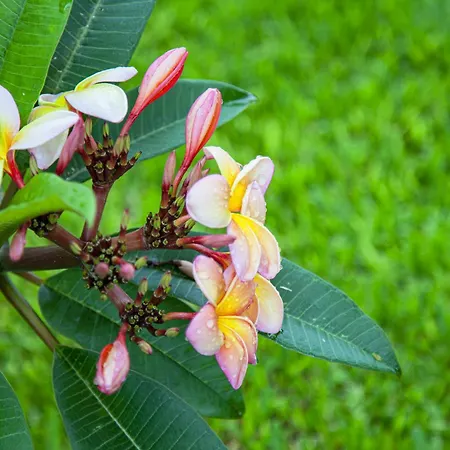 Quinta Golfinho Arco da Calheta (Madeira)