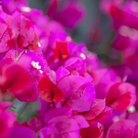 Resort Quinta Golfinho